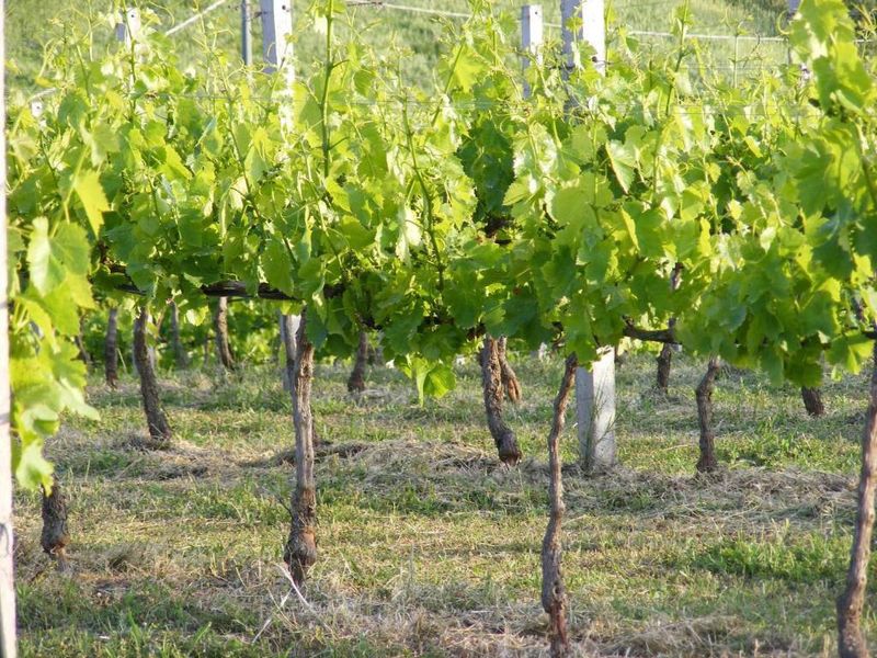 Hotel Tenuta Su Vrau, Italien, Posada. Großes 2