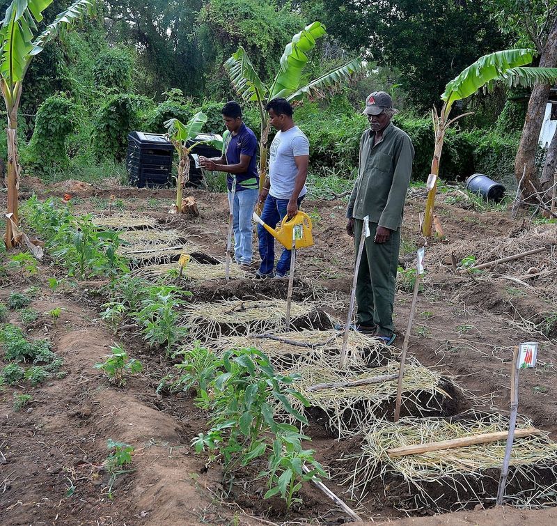 Hotel Sigiriya Kings Resort, Sri Lanka, Sigiriya. Großes 62