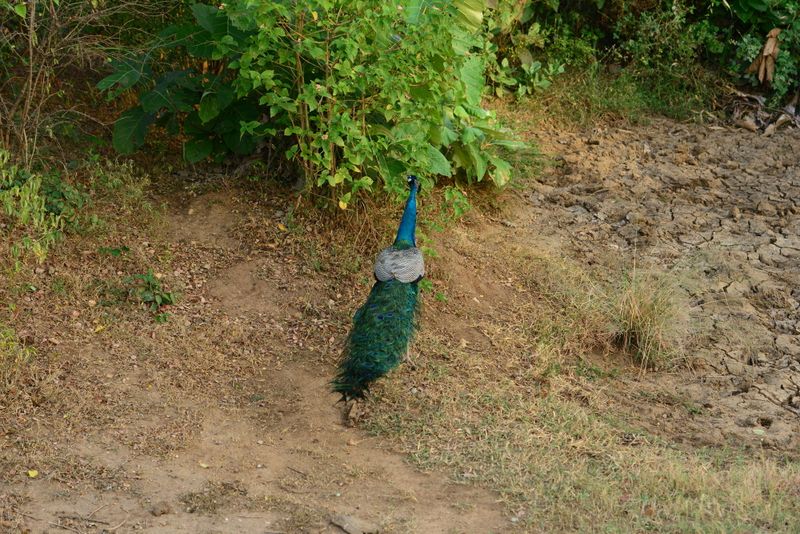 Hotel Nil Diya Mankada Safari Lodge, Sri Lanka, Udawalawe. Großes 2