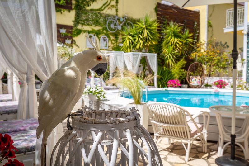 Hotel V.A. Boutique Apartments & Suites, Griechenland, Acharavi. Großes 2