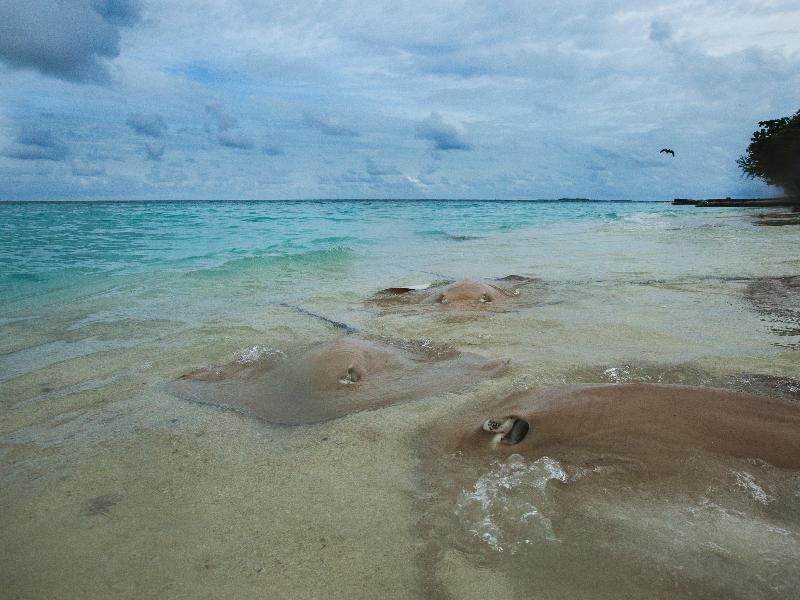 Hotel Taj Coral Reef Resort & Spa, Malediven, Henbadhoo. Großes 2