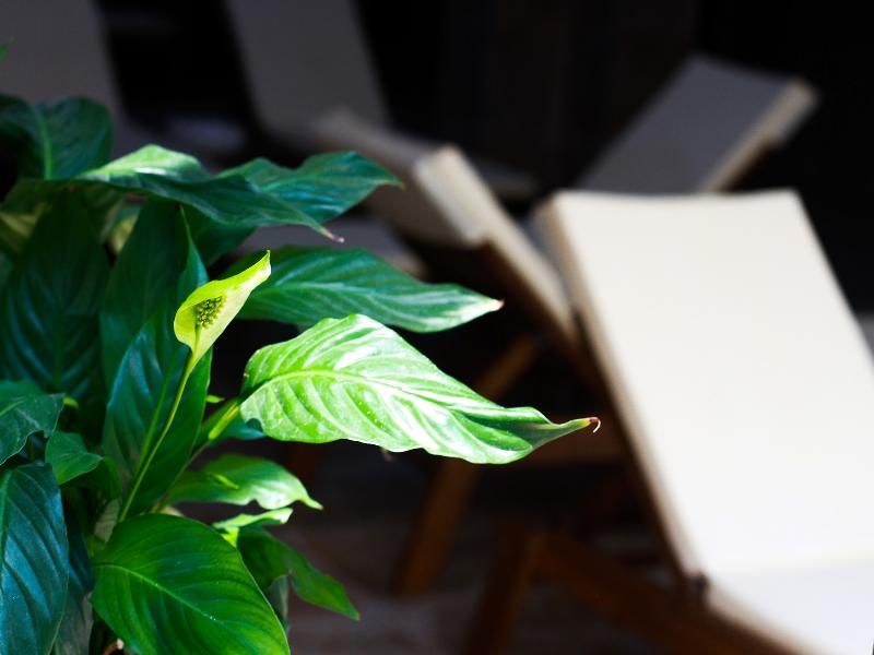 Hotel White Rock Castle Suite Hotel & Spa, Bulgarien, Baltschik. Großes 2