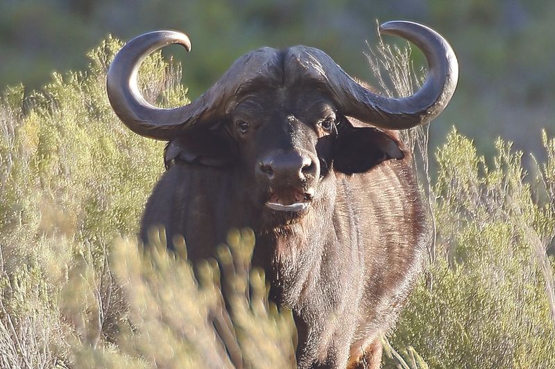 Hotel Aquila Private Game Reserve, Südafrika, Touws River. Großes 25
