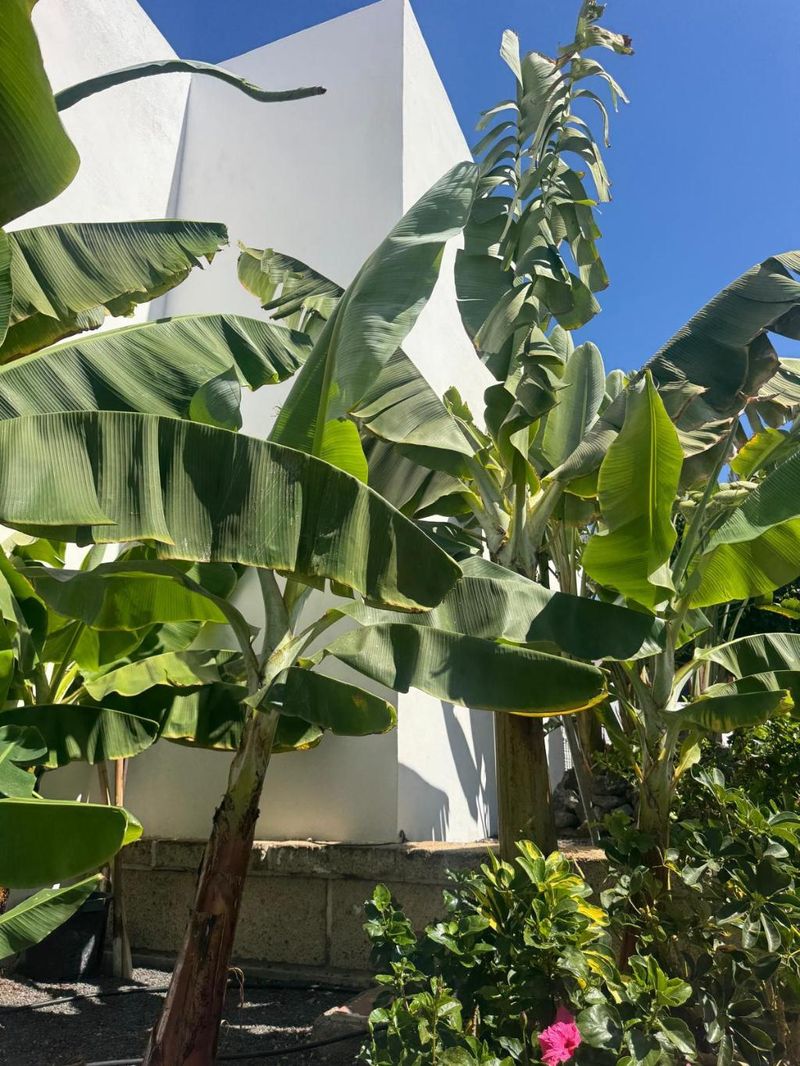 Hotel Malibu Park, Spanien, Costa Adeje. Großes 2