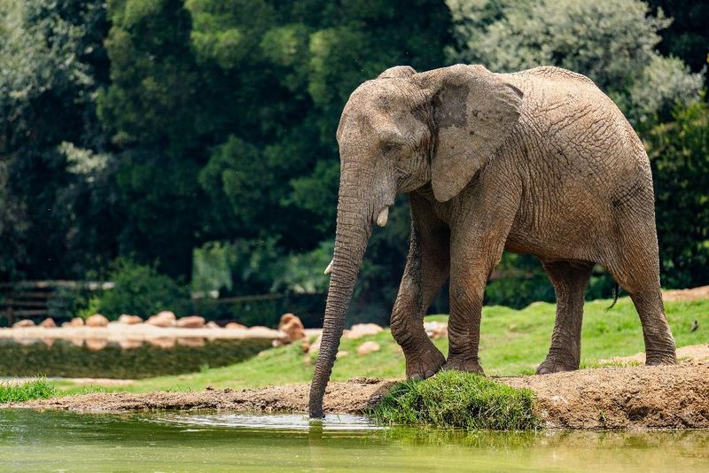 Hotel Holiday Inn Johannesburg Sunnyside Park, Südafrika, Johannesburg. Großes 44