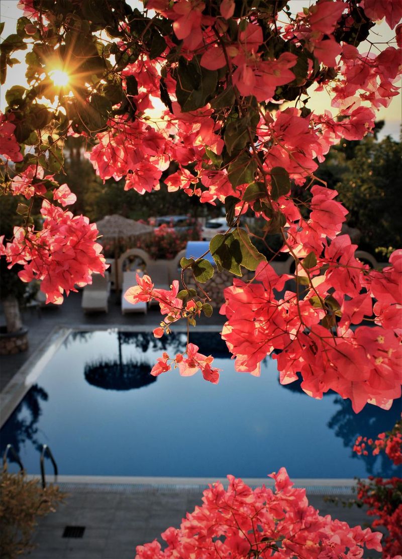 Hotel Artemis Santorini, Griechenland, Kamari. Großes 15