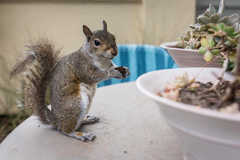 Hotel Hout Bay Manor, Südafrika, Hout Bay. Großes 2