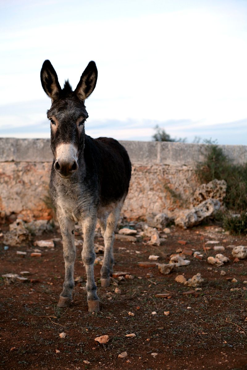 Hotel Matchani Gran, Spanien, Sant Climent. Großes 1