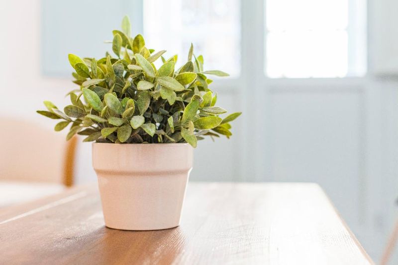 Hotel Apartamentos Suites Santa Cruz, Spanien, Sevilla. Großes 12