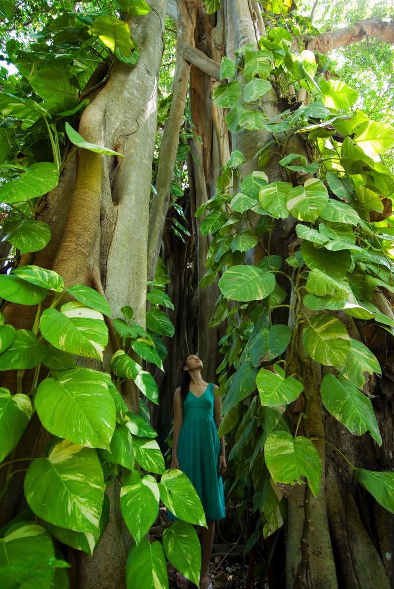 Hotel Kuramathi Island Resort, Malediven, Rasdhoo Atoll. Großes 2
