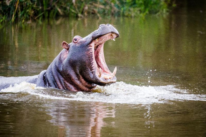 Hotel Botlierskop Private Game Reserve, Südafrika, Little Brak River. Großes 1