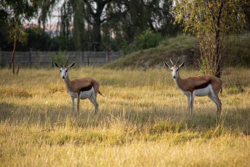 Hotel Airport & Bird Game Lodge, Südafrika, Kempton Park. Großes 31