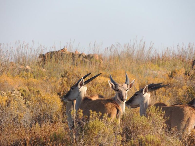 Hotel Kagga Kamma Nature Reserve, Südafrika, Cederberg. Großes 2