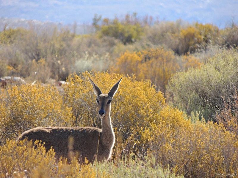 Hotel Kagga Kamma Nature  Eco Lodge & Spa, Südafrika, Cederberg. Großes 32
