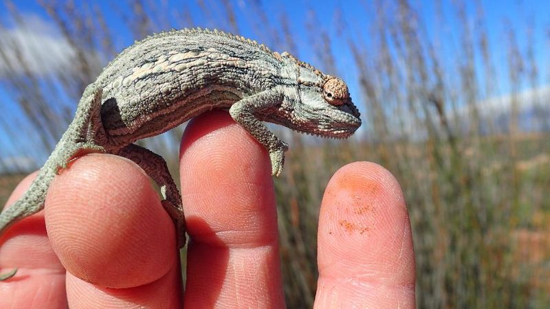 Hotel Kagga Kamma Nature Reserve, Südafrika, Cederberg. Großes 32