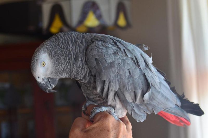 Hotel Moonglow Guest House, Südafrika, Kapstadt. Großes 2