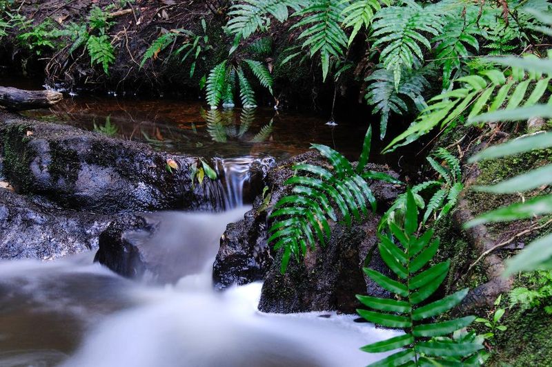 Hotel Forest Edge Nature Lovers' Retreat, Südafrika, Knysna. Großes 28