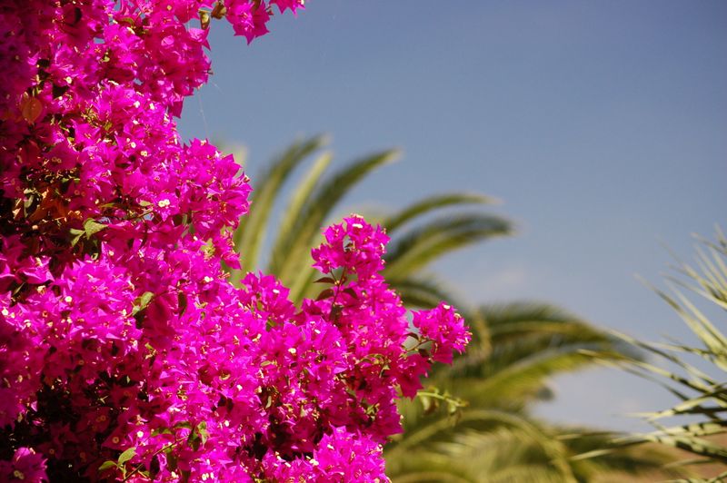 Hotel Casa San Miguel, Spanien, San Miguel de Abona. Großes 8